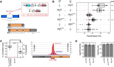 Intronic gRNAs for the Construction of Minimal Gene Drive Systems